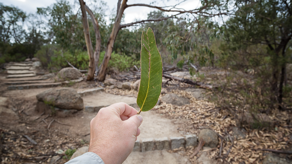 holding-large-gum-leaf
