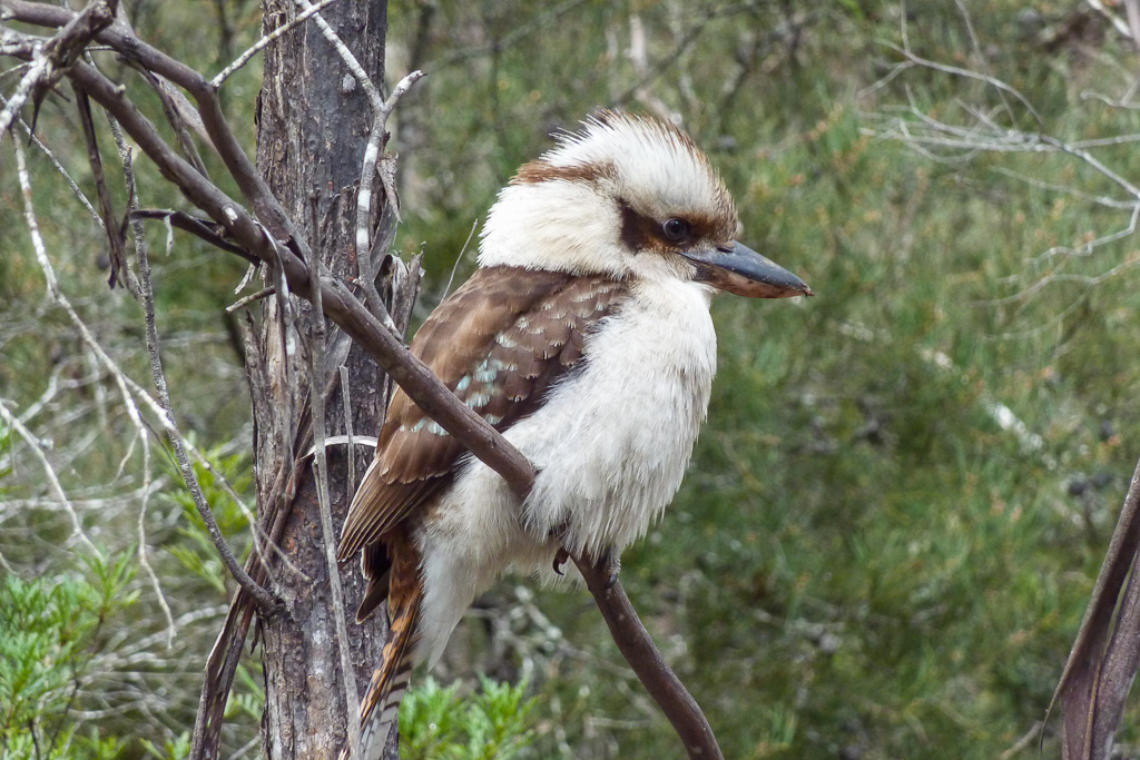 kookaburra-in-tree-tasmania
