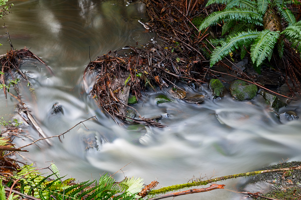 leaves-in-water-henderson-creek