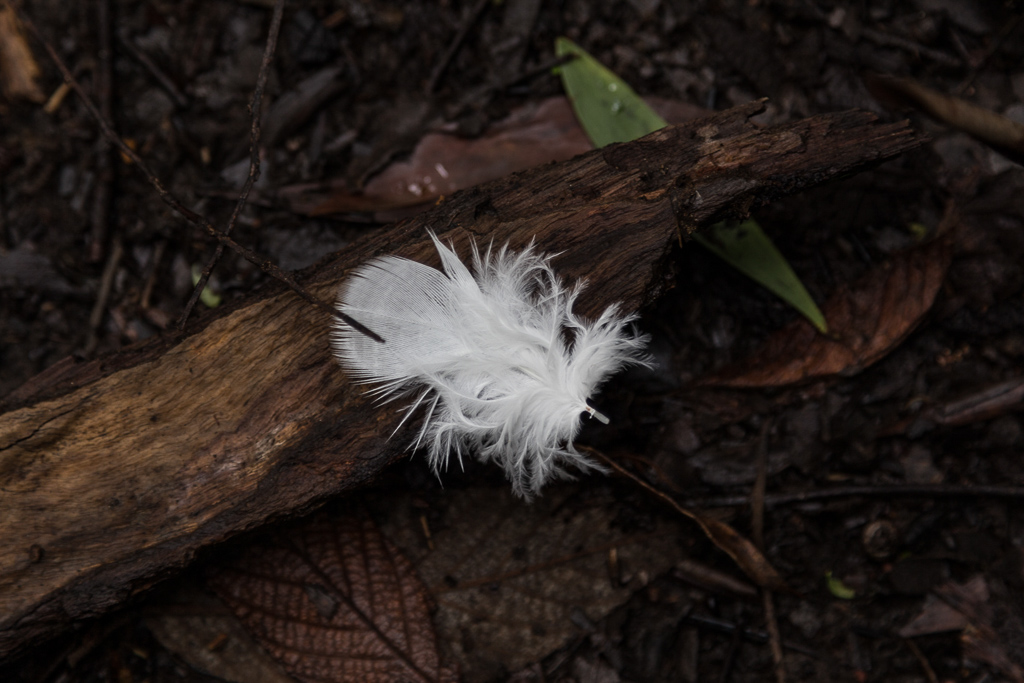 small-white-feather