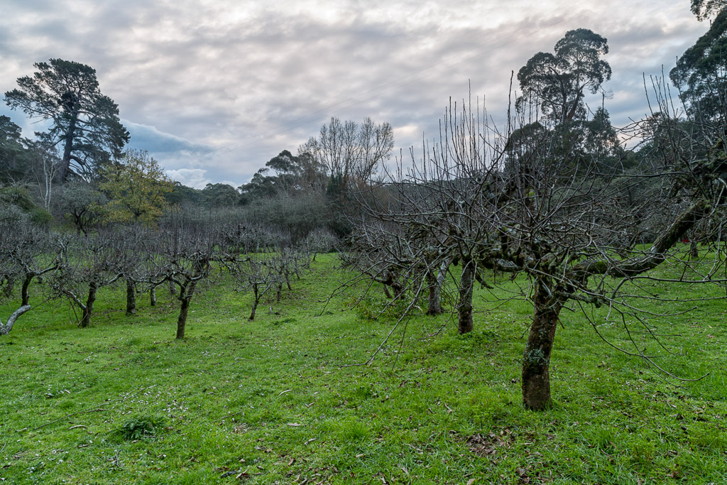 trees-apple-orchard-lorne