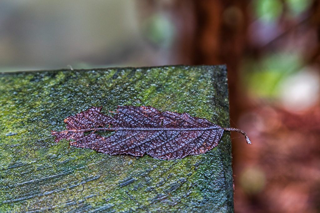 wet-leaf-on-timber-post