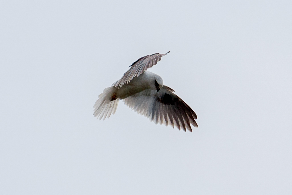 black-shouldered-kite-point-londsale