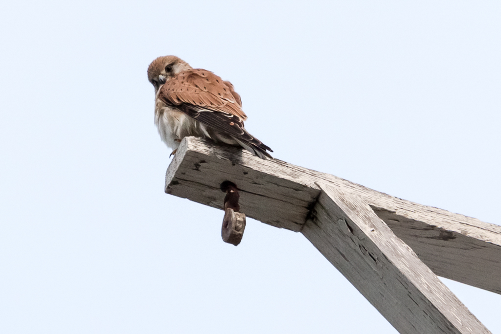 brown-falcon-atop-point-londsale-lighthouse