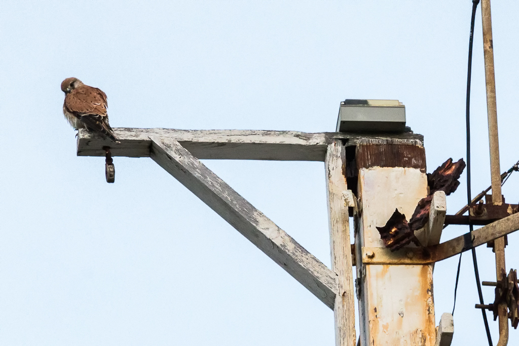brown-falcon-atop-point-lonsdale-lighthouse