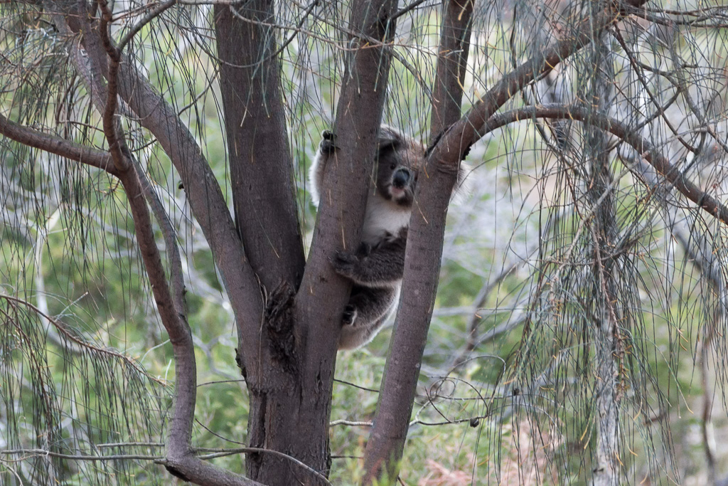 koala-in-tree-you-yangs