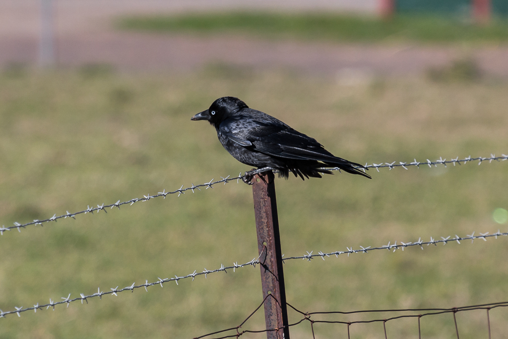 little-raven