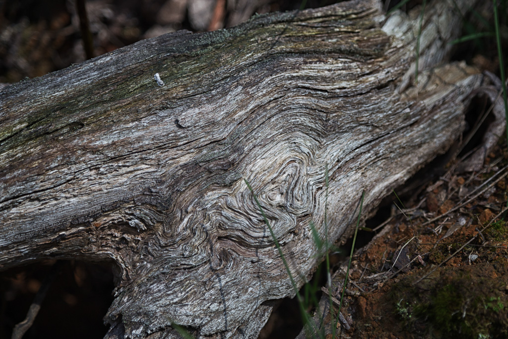 curved-bark-tree