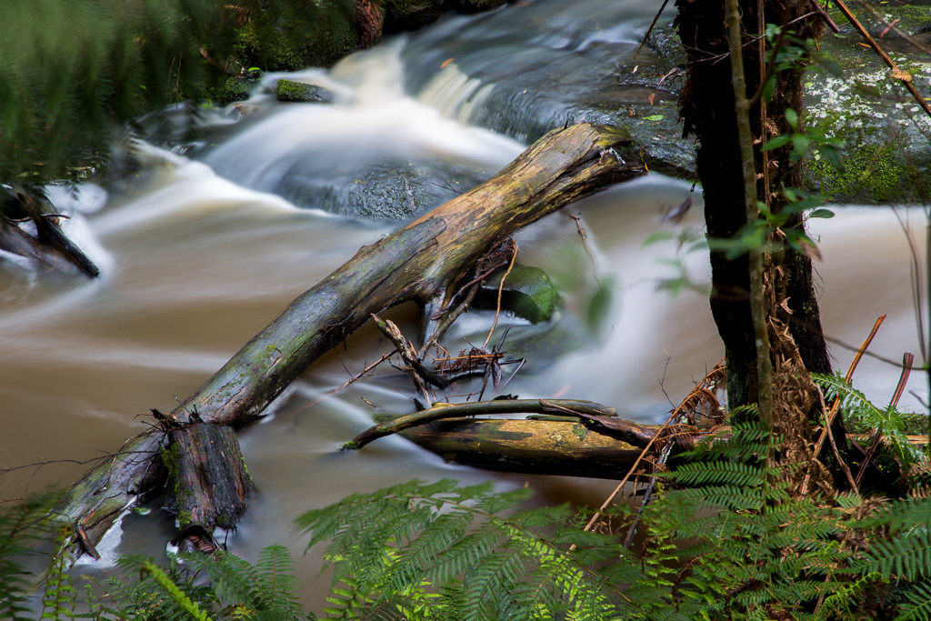 fallen-trees-in-sheoak-creek