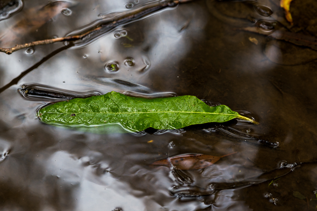 green-leaf-in-puddle