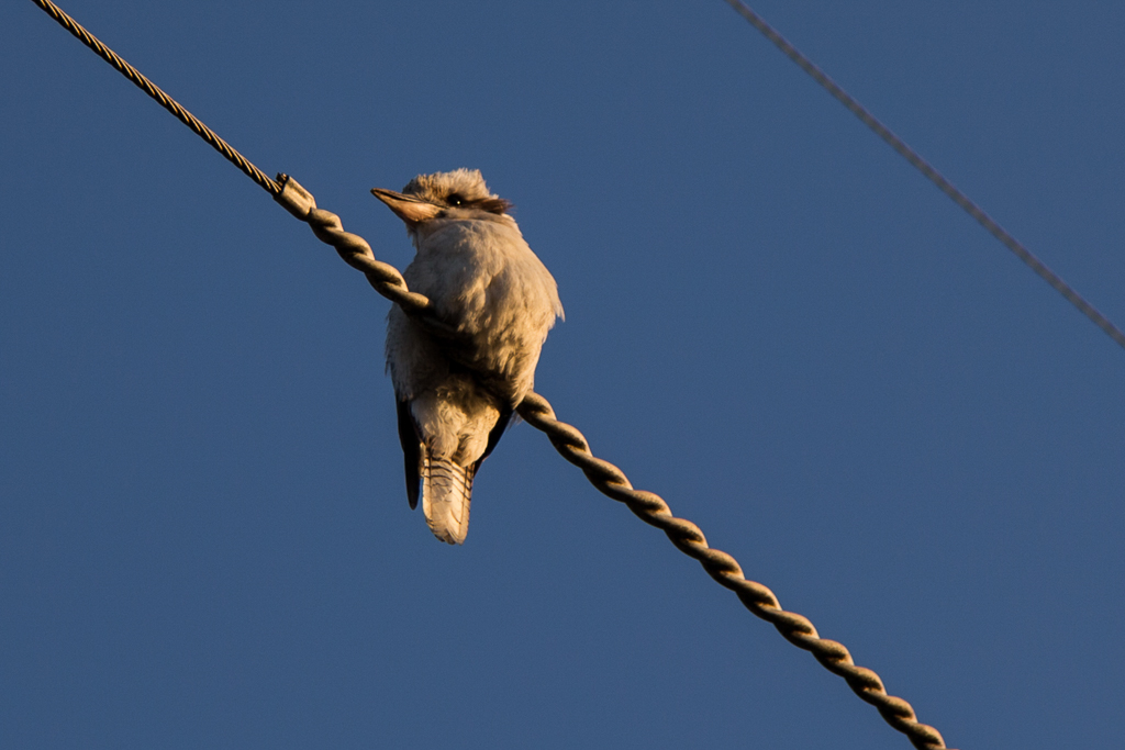 kookaburra-on-telephone-wire