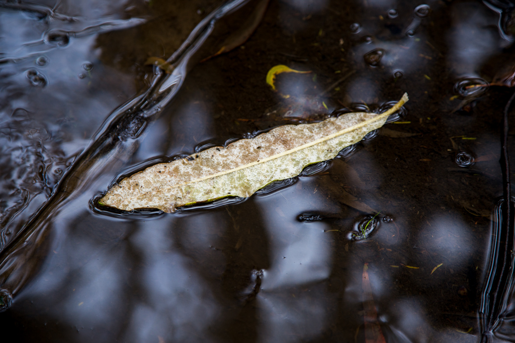 leaf-in-puddle