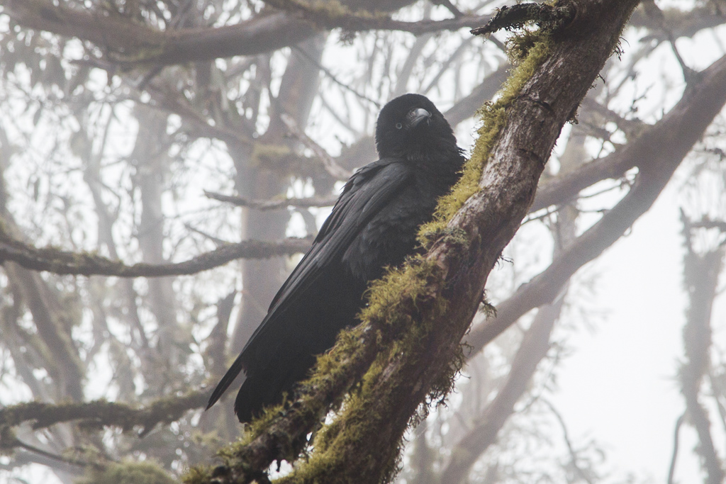 currawong-in-mist