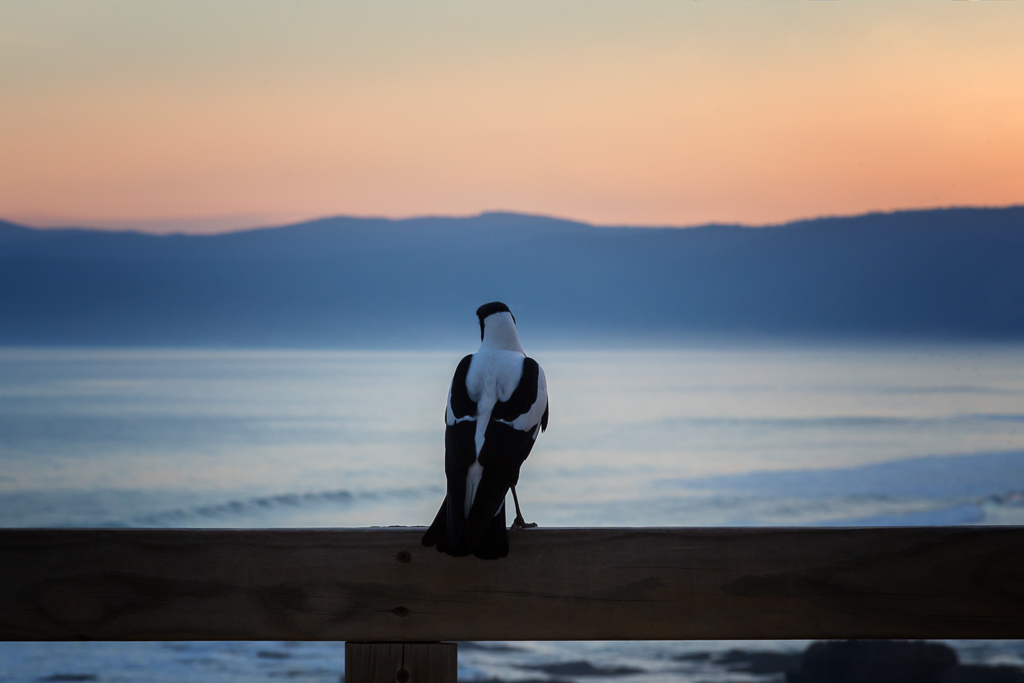 magpie-standing-on-fence-coast-sunset