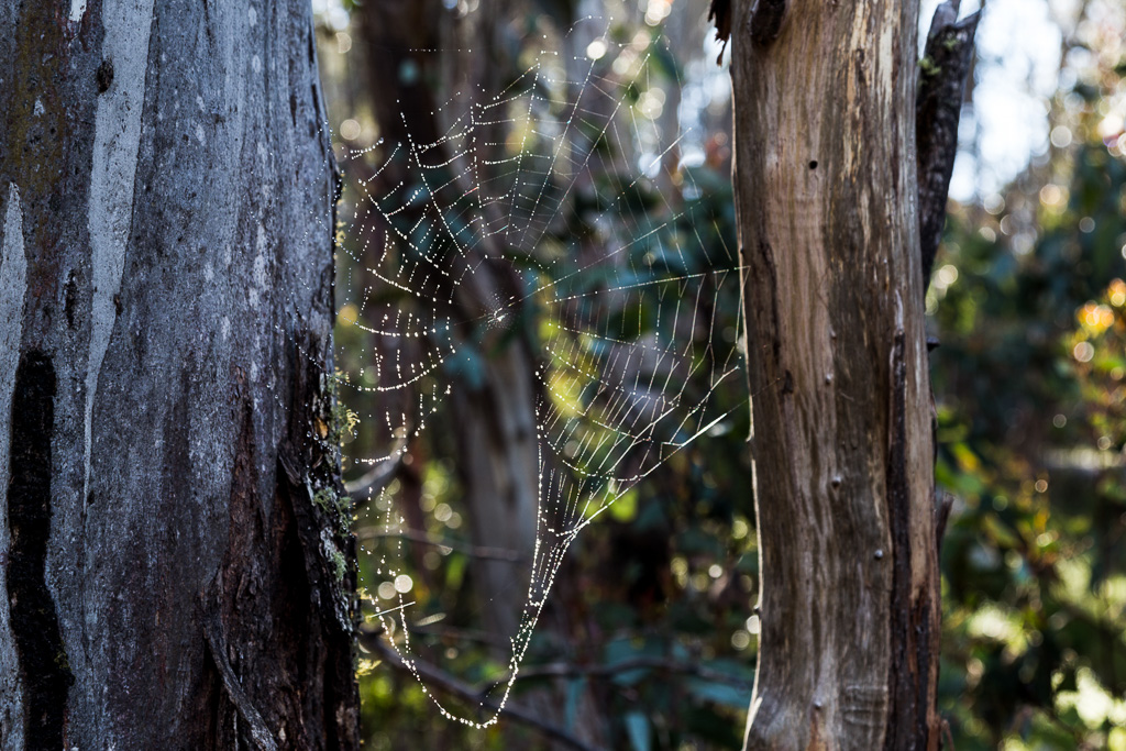 broken-spider-web