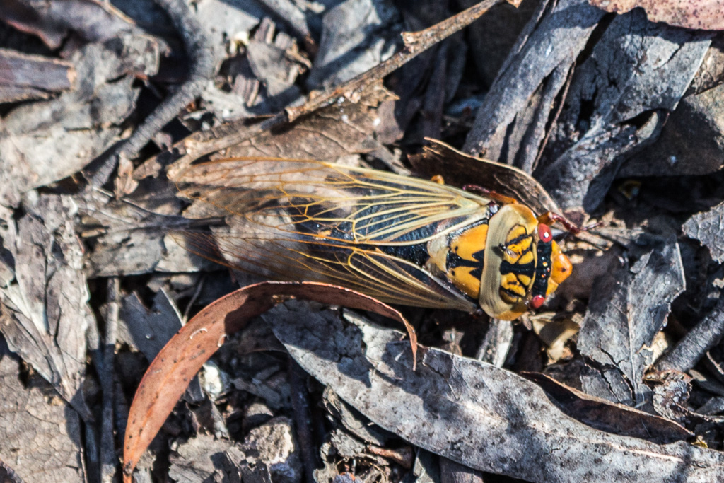 cicada-on-ground