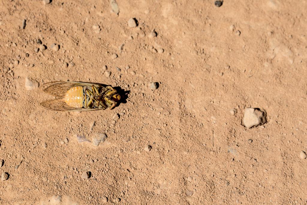 dead-cicada-zeka-spur-track