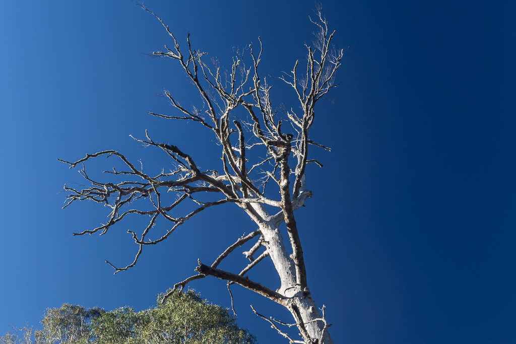 eucalyptus-tree-blue-sky