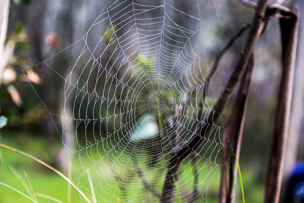 spider-web-dew