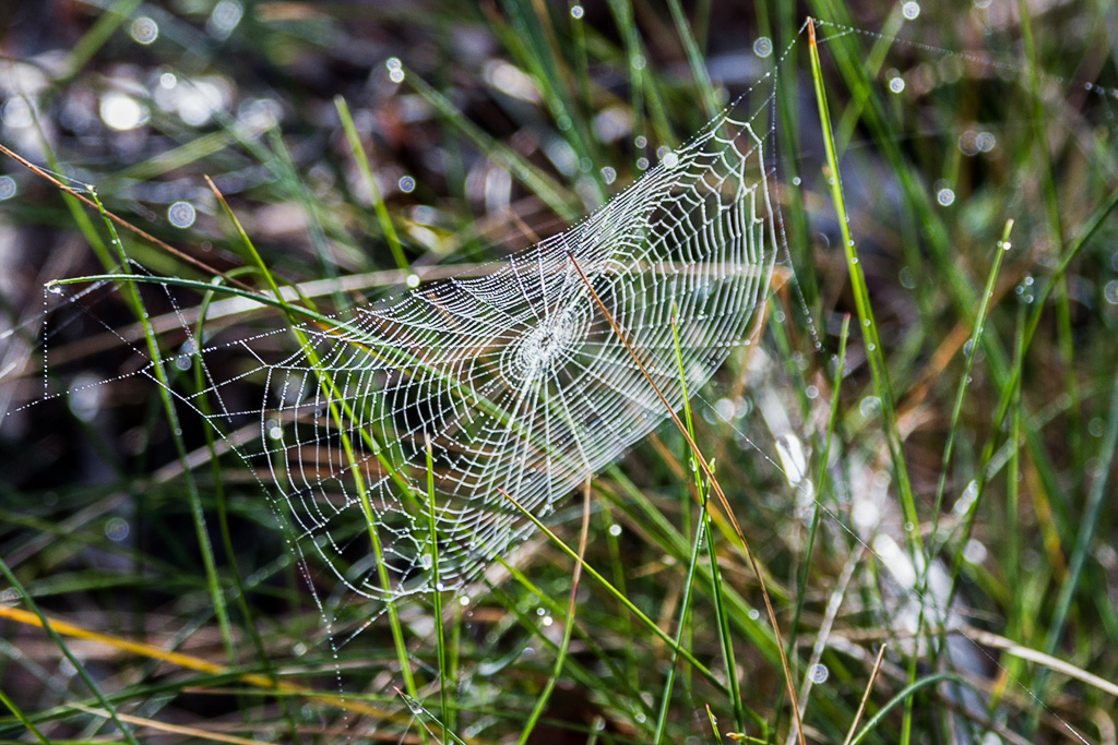 spider-web-morning-dew