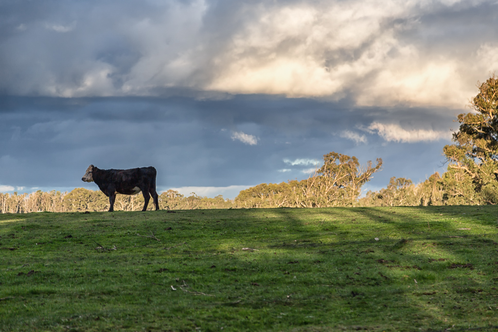 cow-paddock-kinglake