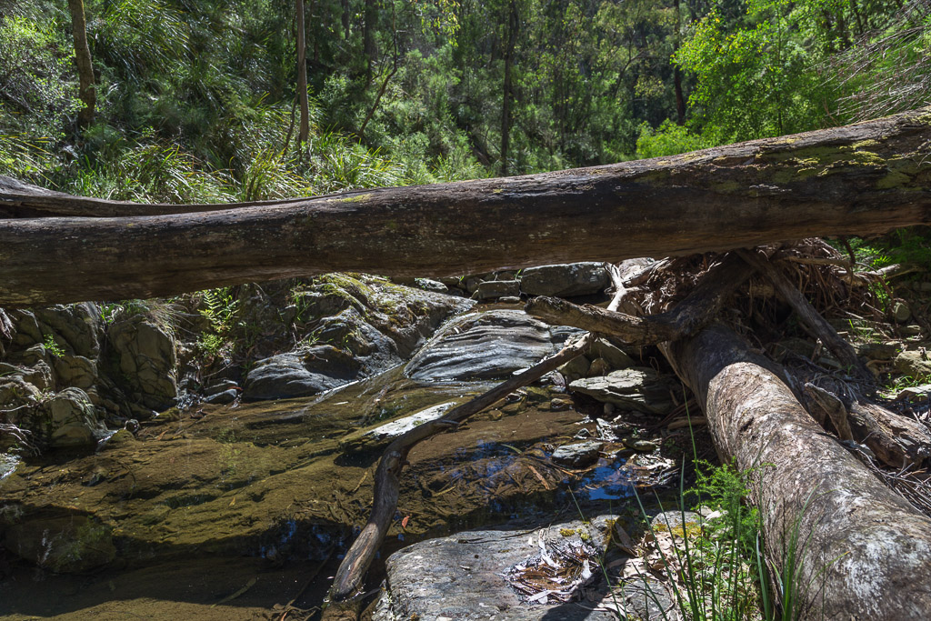 fallen-tree-over-clearwater-creek