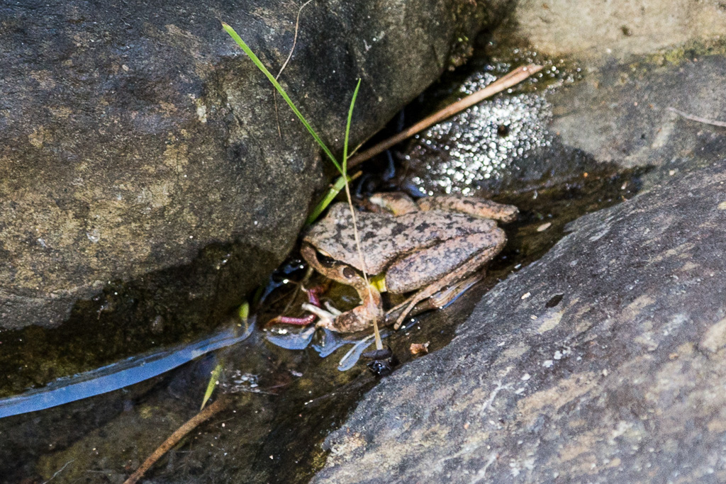 frog-lerderderg-gorge