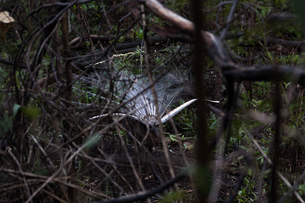 lyrebird-forest-kinglake