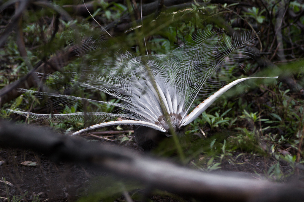 lyrebird-in-forest-kinglake