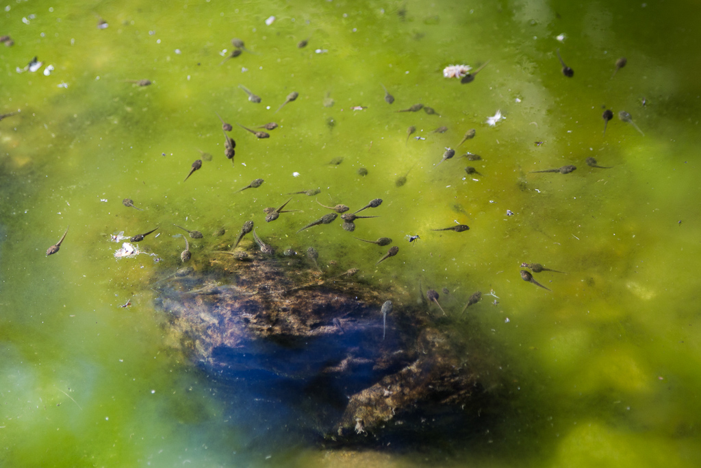 tadpoles-water-pool-lerderderg-gorge