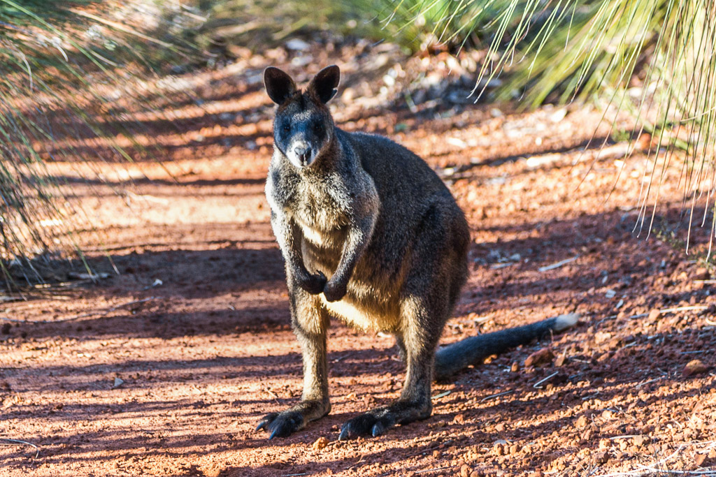 wallaby-brisbane-ranges