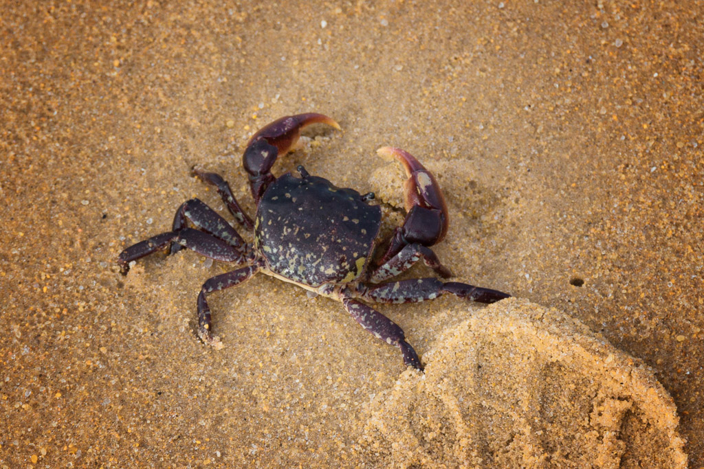 crab-on-five-mile-beach