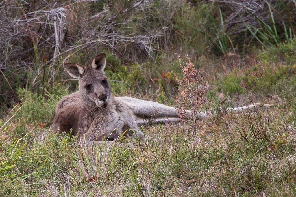 kangaroo-lying-down