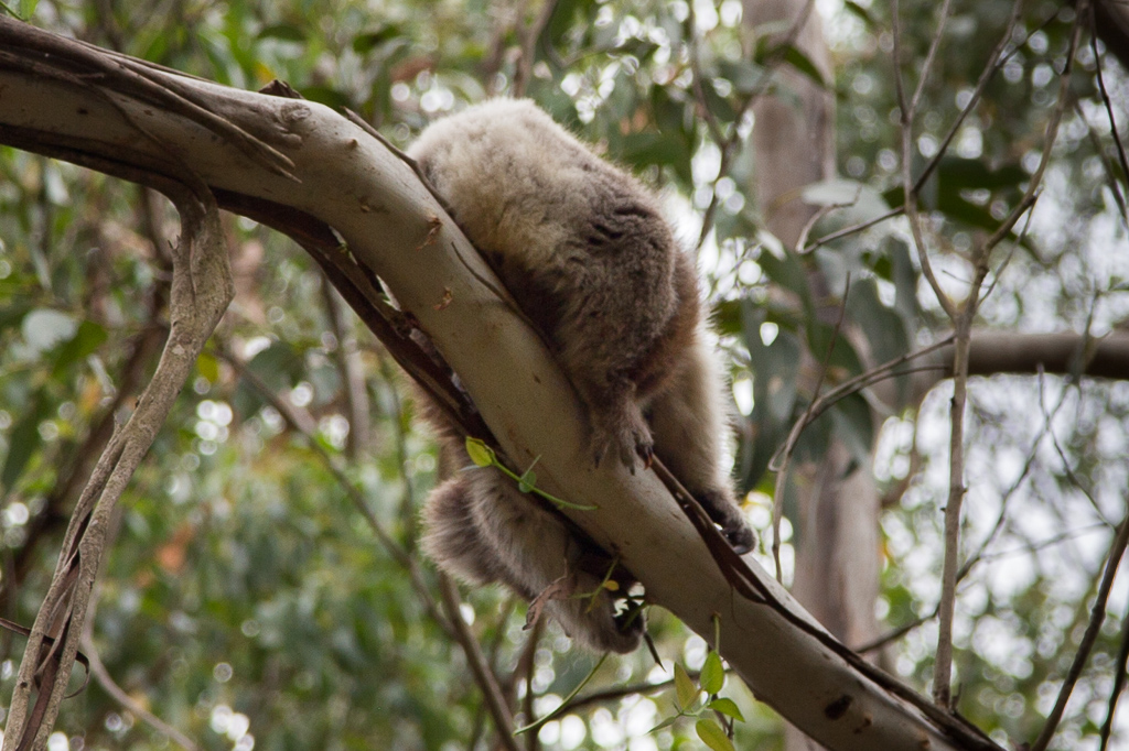 koala-in-tree