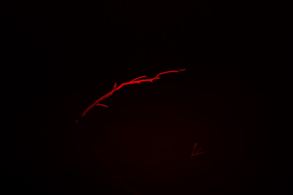 red-light-on-branch