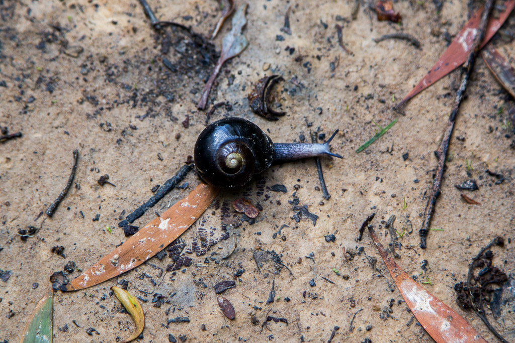 black-snail-otways