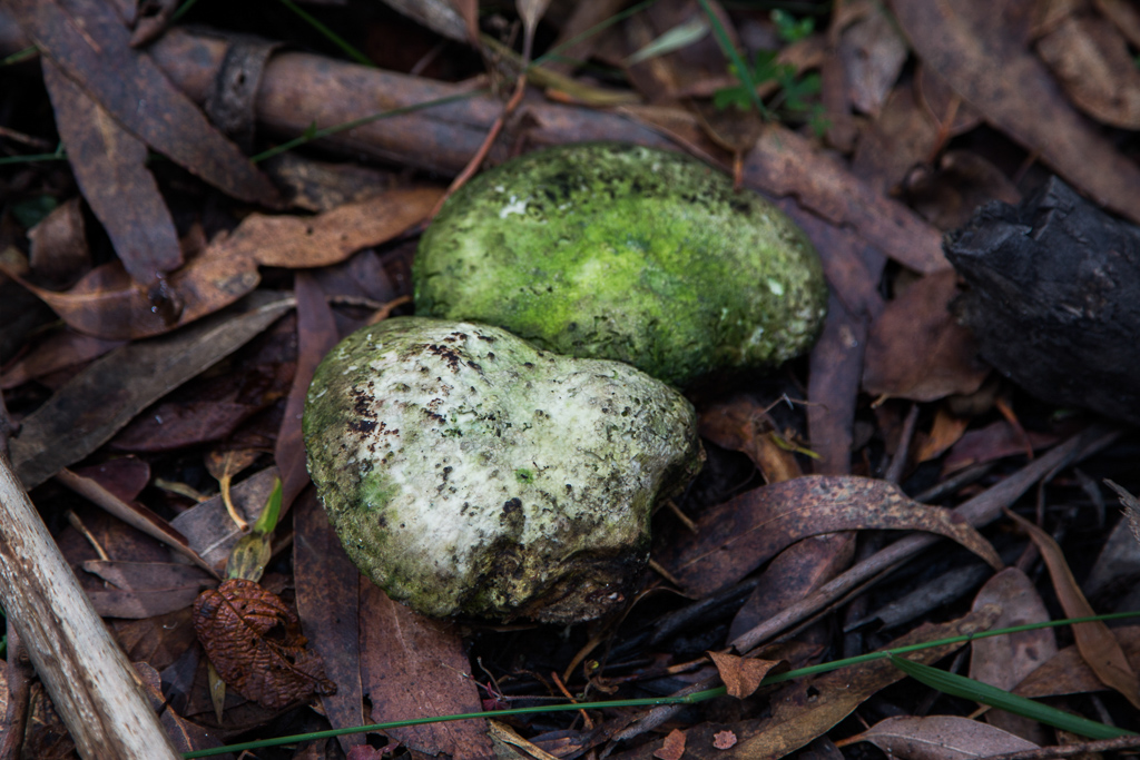 green-fungi-otways