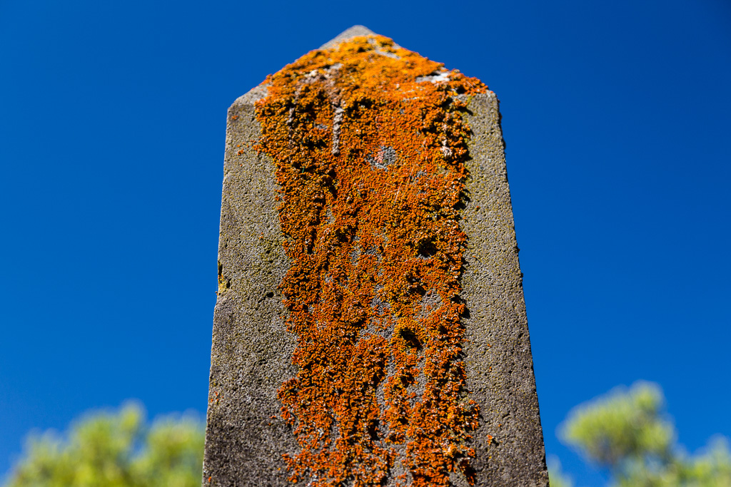 moss-on-grave-stone