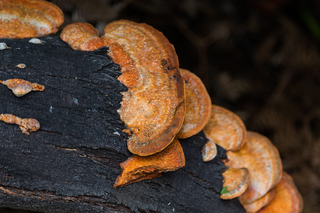 fungi-on-burnt-log