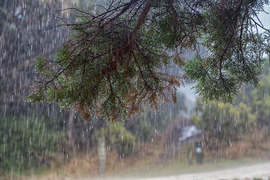 heavy-rain-pine-tree