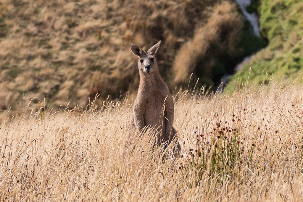 kangaroo-in-long-grass