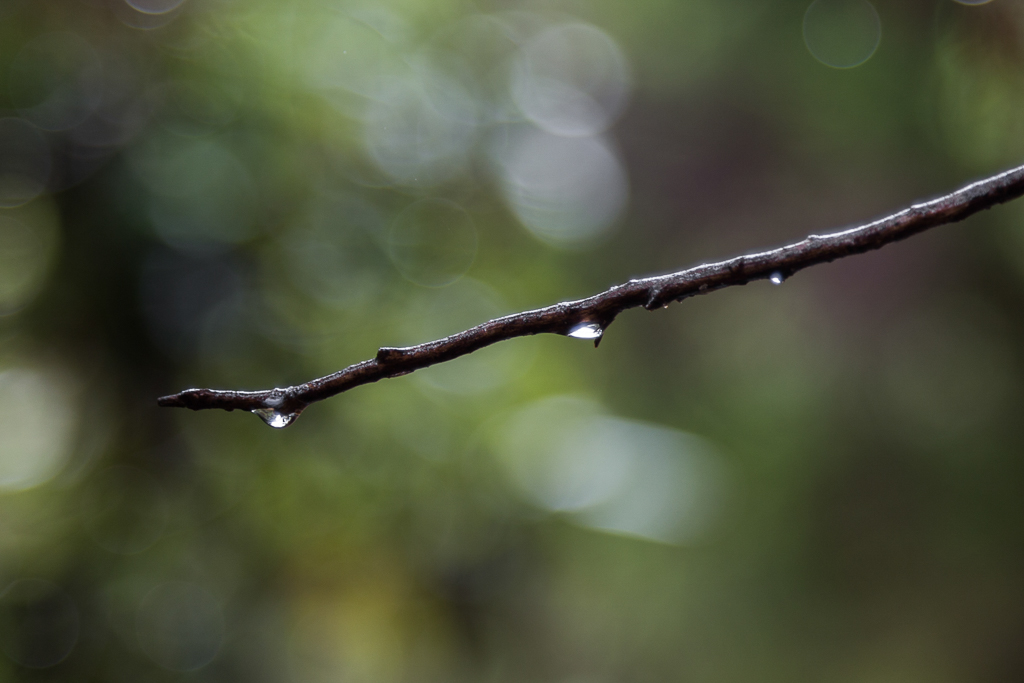 water-drops-on-tree-branch
