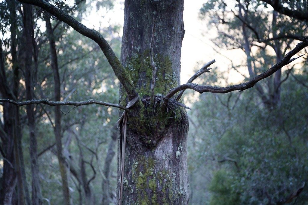 branches-like-horns-eucalypt