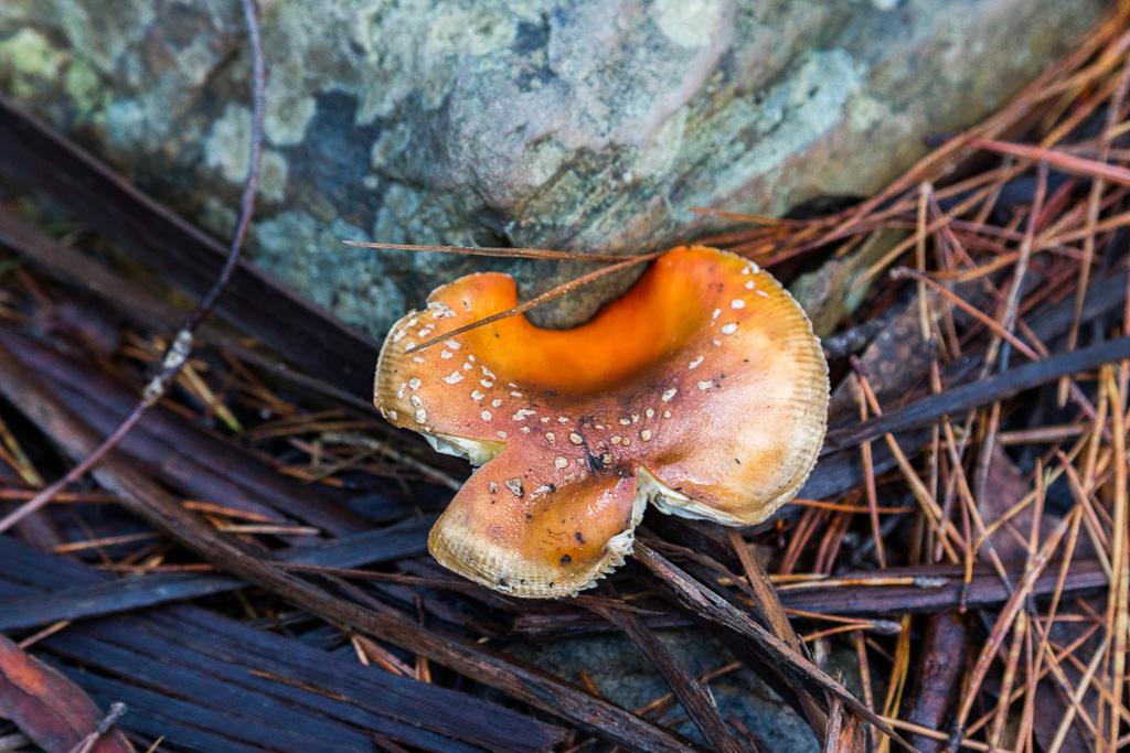 fungi-attached-rock