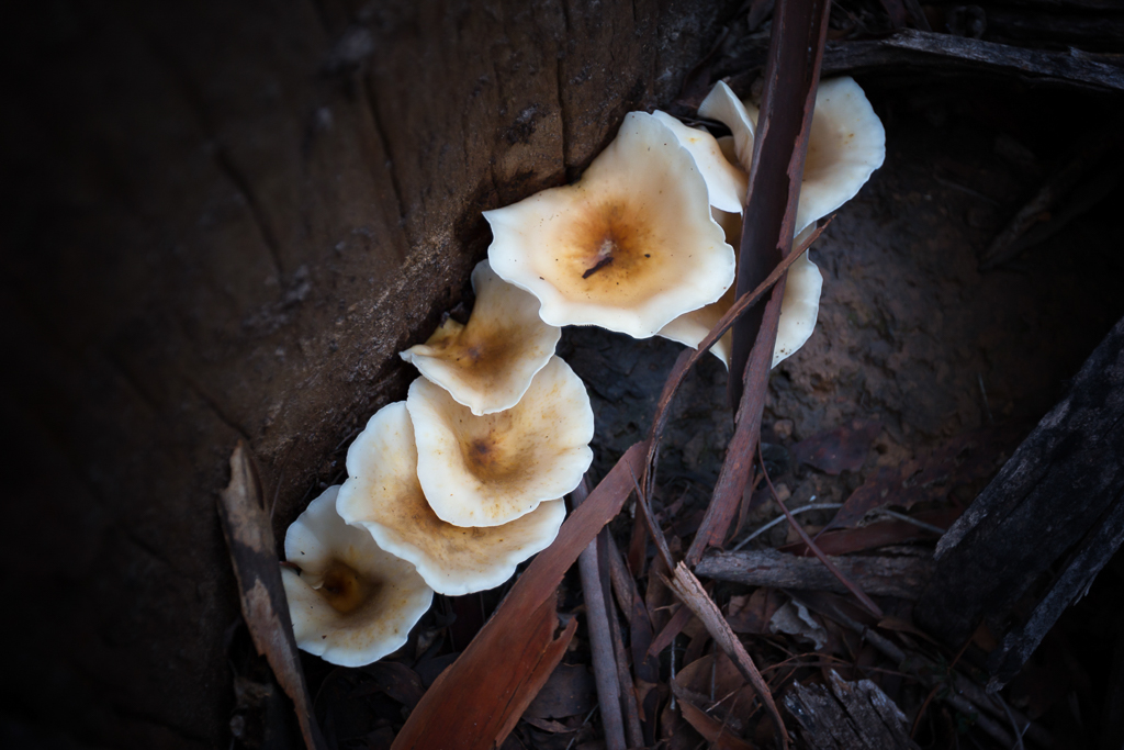 fungi-base-burnt-tree-wombat-forest