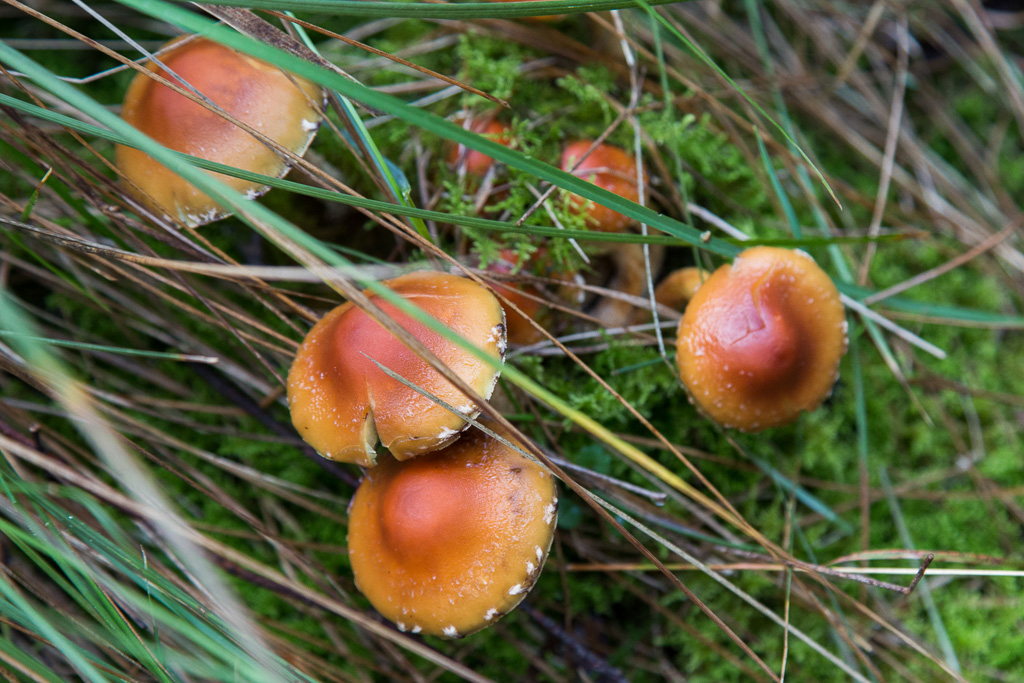 fungi-in-grass-lerderderg-gorge