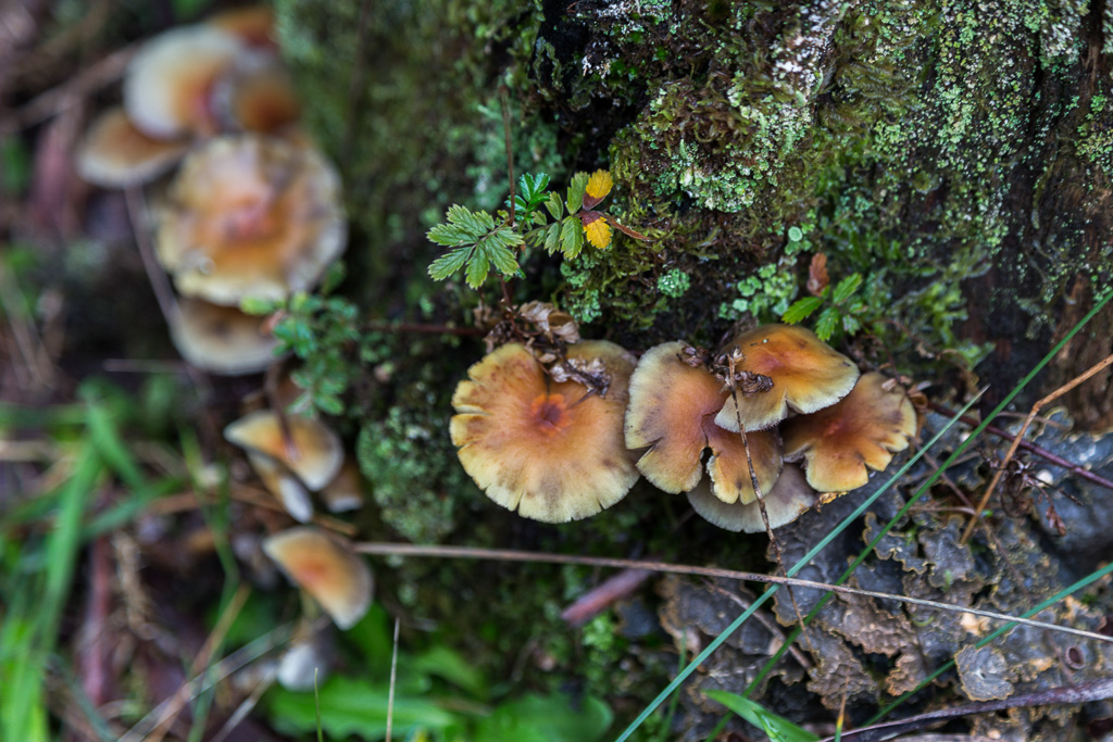 fungi-on-tree-lerderderg-gorge