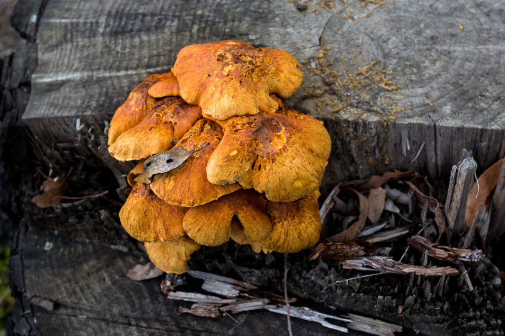 fungi-tree-stump-wombat-forest