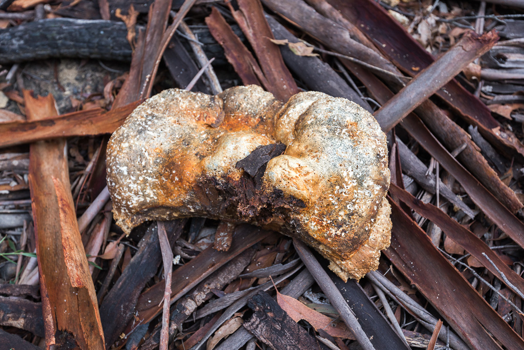large-fungi-dayelsford
