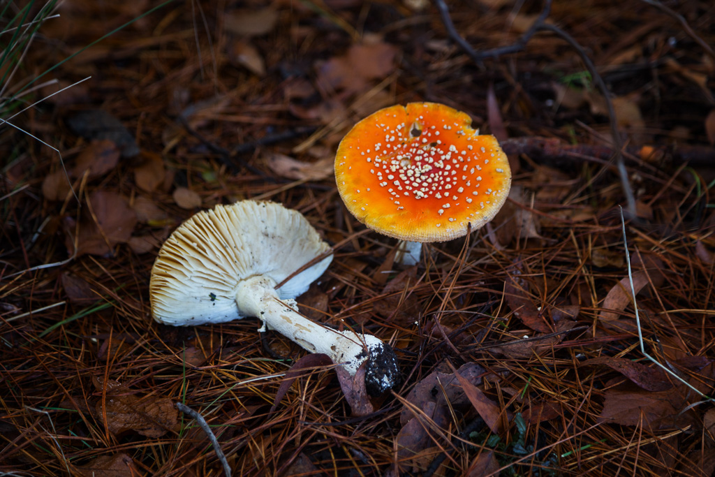 red-fungi-blacwwood
